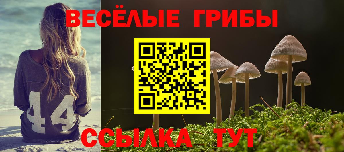 Галлюциногенные грибы Psilocybe Гай